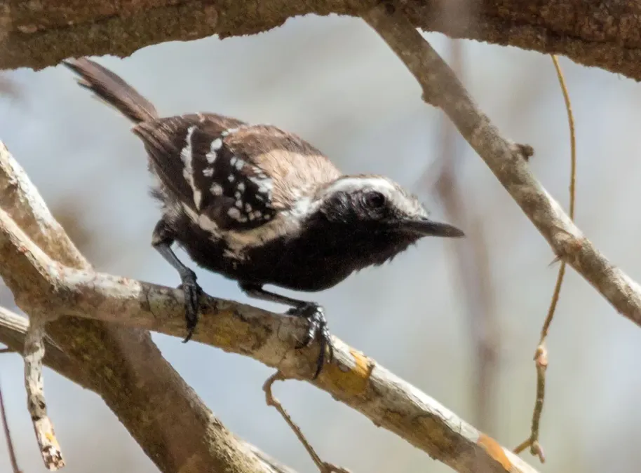 File:Northern White-fringed Antwren - Coicorita (Formicivora grisea intermedia) (23558650251).jpg