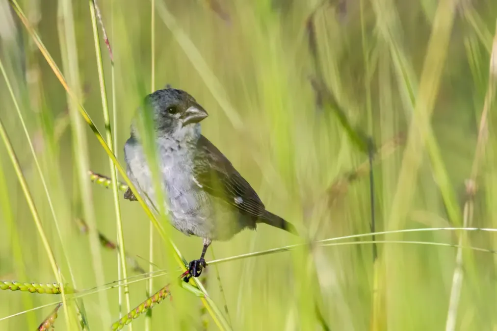 File:Plumbeous Seedeater - Espiguero Plomizo (Sporophila plumbea whiteleyana) (♂) (23063657932).jpg