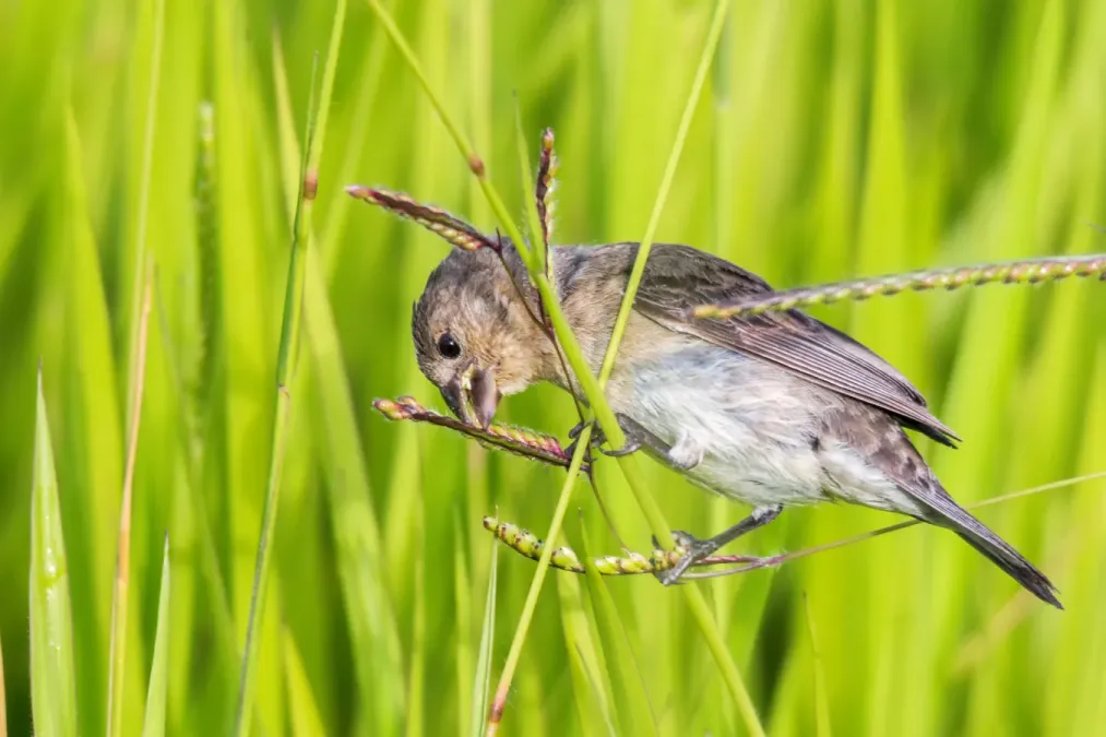 File:Plumbeous Seedeater - Espiguero Plomizo (Sporophila plumbea whiteleyana) (♀) (23077782555).jpg