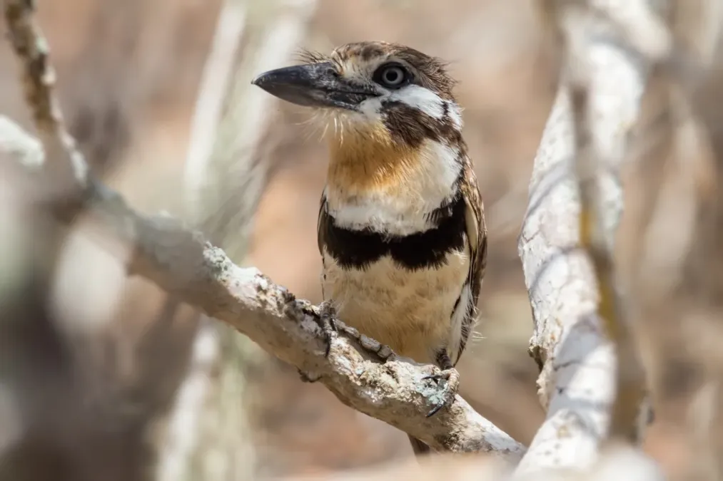 File:Russet-throated Puffbird - Bobito (Hypnelus ruficollis decolor) (22922161491).jpg
