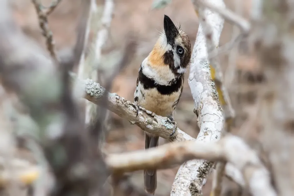 File:Russet-throated Puffbird - Bobito (Hypnelus ruficollis decolor) (22492680288).jpg