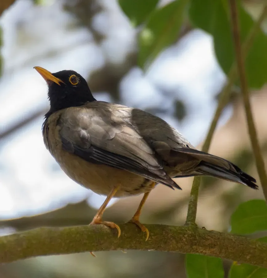 File:Black-hooded Thrush - Paraulata Cabecinegra (Turdus olivater olivater) Waraira Repano National Park.jpg