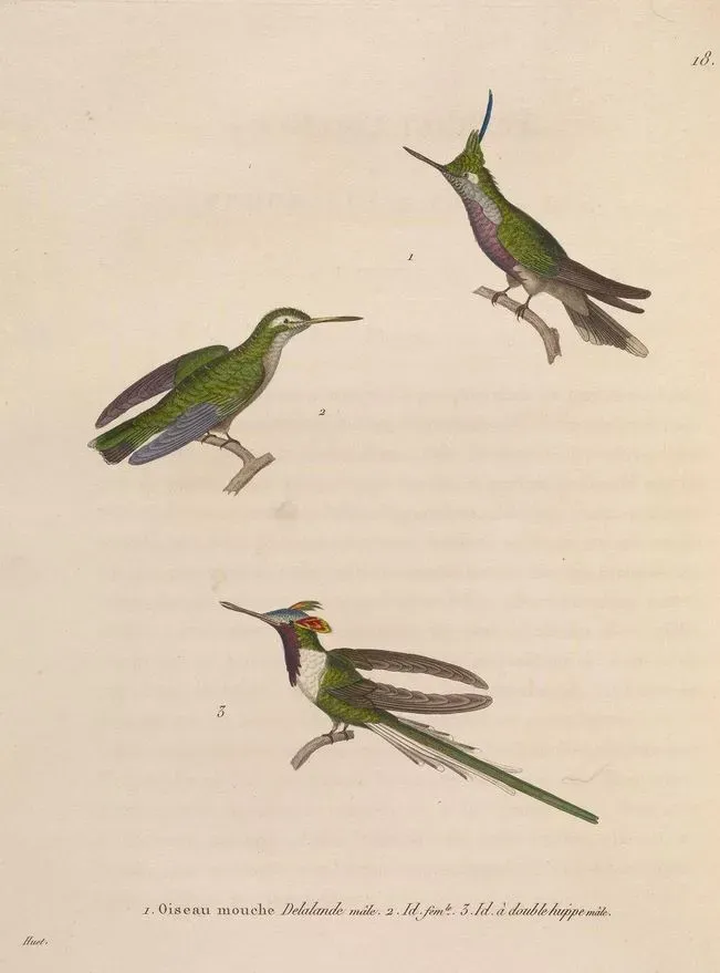 File:Stephanoxis lalandi Heliactin bilophus.jpg