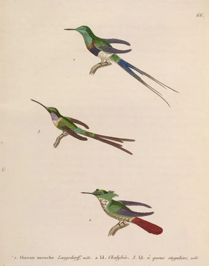 File:Discosura langsdorffi Lophornis chalybeus Doricha enicura.jpg