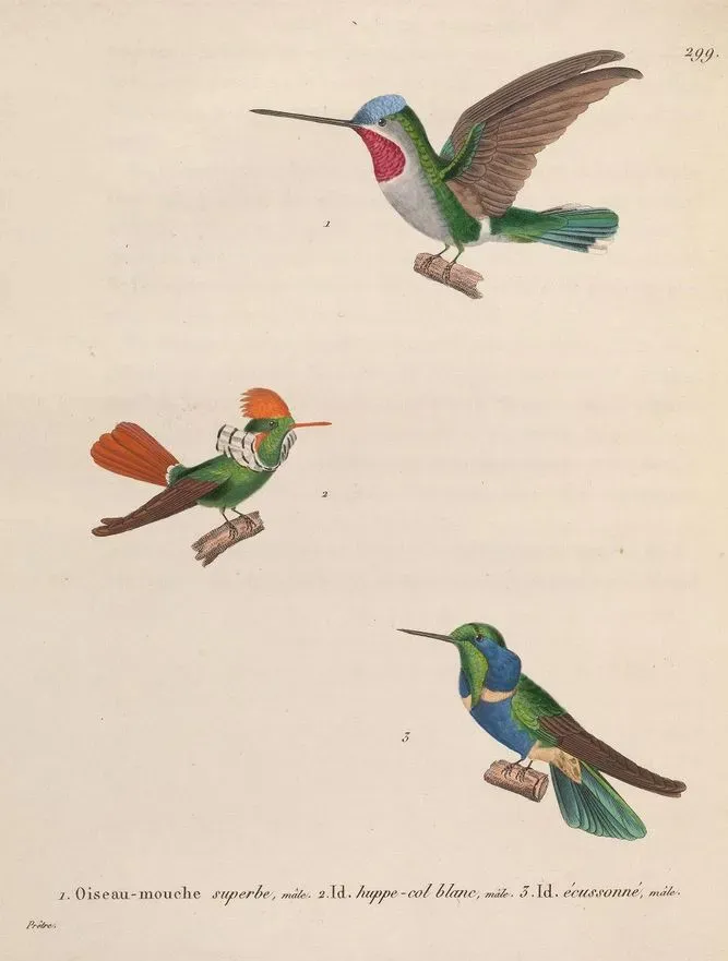 File:Heliomaster longirostris Lophornis magnificus Augastes scutatus.jpg