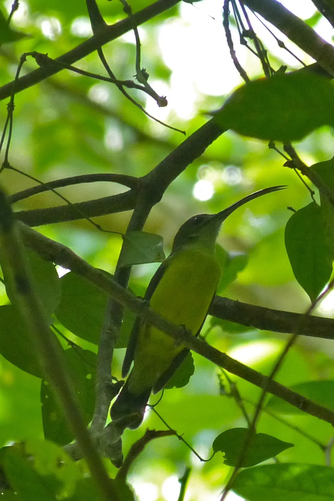 File:Little Spiderhunter (Arachnothera longirostra) (8068189347) (cropped).jpg