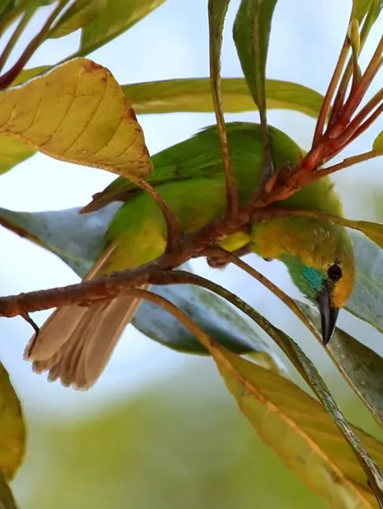 File:Chloropsis jerdoni -Bodhinagala Forest Reserve, Sri Lanka -female-8 (1) (cropped).jpg