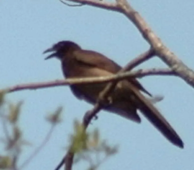 File:Cyanocorax morio.JPG