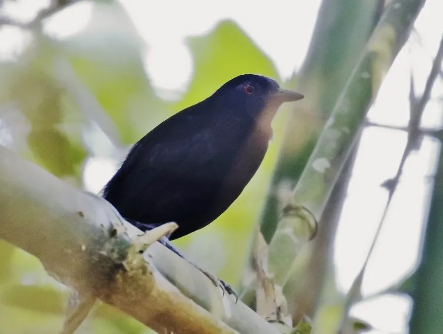 File:Akletos goeldii - Goeldi's antbird (male).jpg
