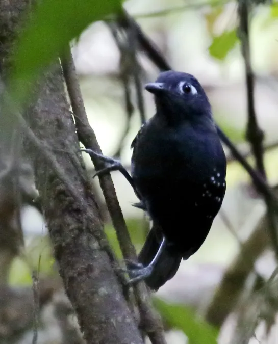 File:Myrmelastes hyperythrus - Plumbeous antbird (male).jpg