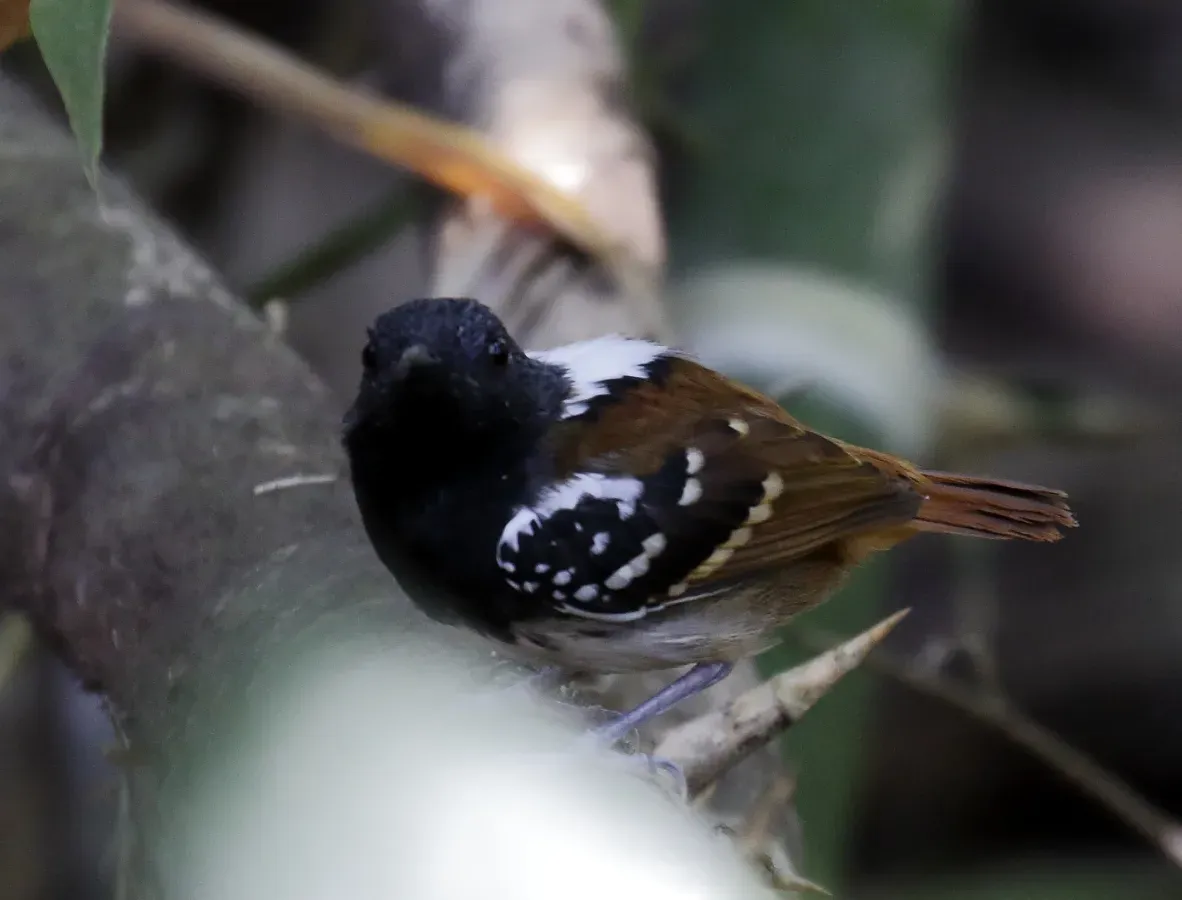 File:Sciaphylax hemimelaena - Southern chestnut-tailed antbird (male).jpg