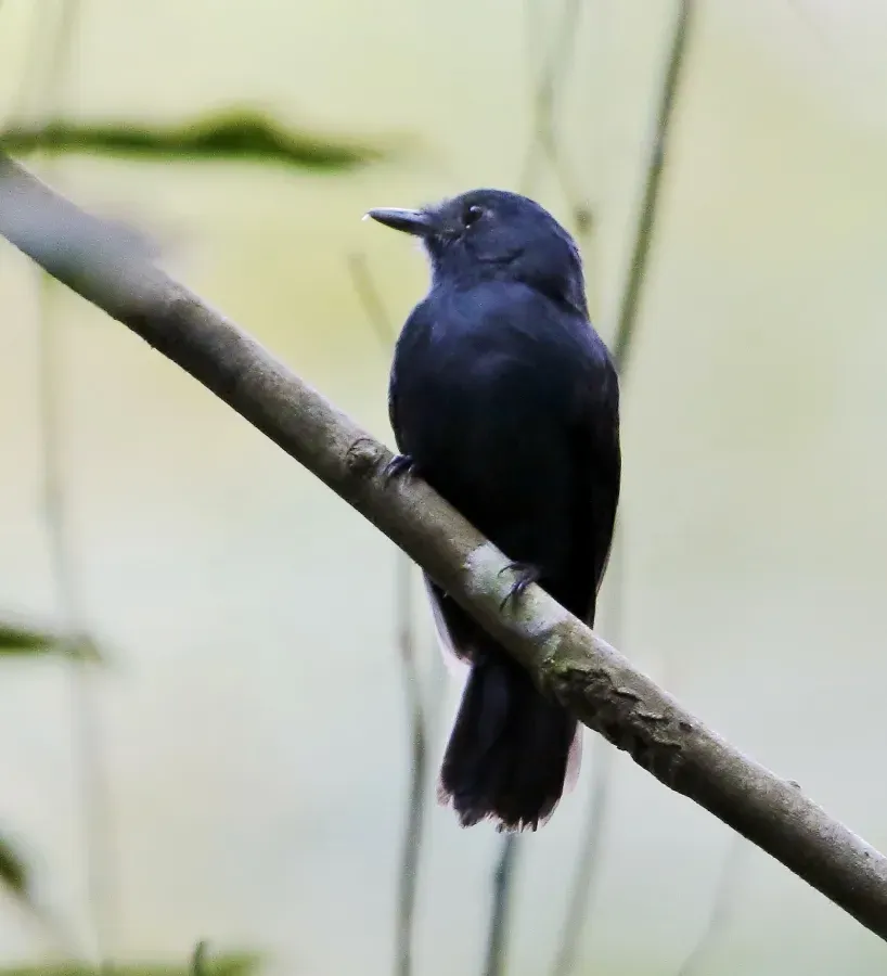 File:Thamnomanes schistogynus - Bluish-slate antshrike (male).jpg