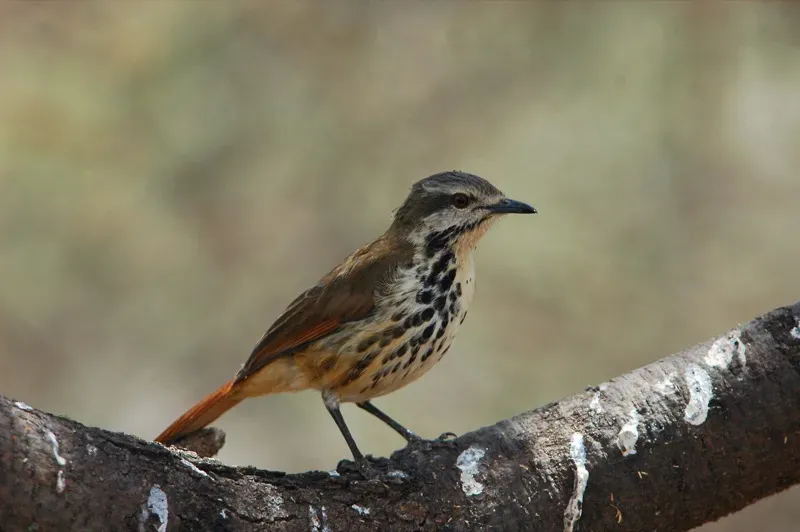 File:Cichladusa guttata -perching-8a.jpg
