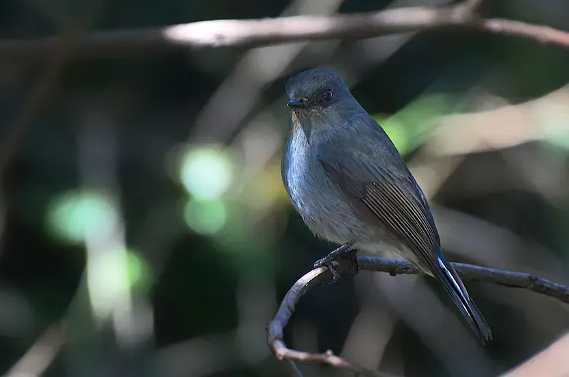 File:Nilgiri Flycatcher (Eumyias albicaudatus) – Female by Dharani Prakash (cropped).jpg
