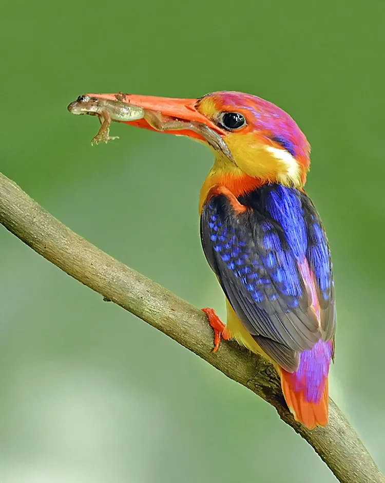 File:Oriental dwarf kingfisher (Ceyx erithaca) Photograph by Shantanu Kuveskar.jpg
