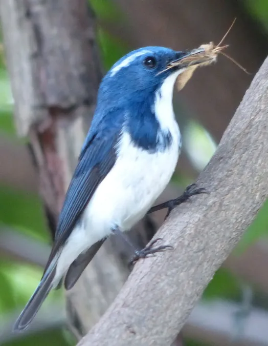 File:Ultramarine Flycatcher (Ficedula superciliaris) Naggar, Himachal Pradesh, 2013 (cropped).JPG