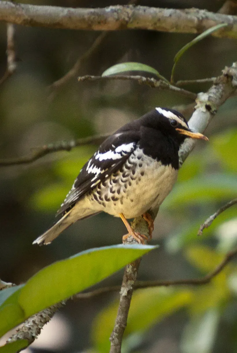 File:Geokichla wardii -Nandi Hills, Karnataka, India -male-8 (cropped).jpg