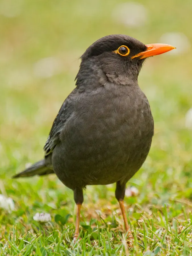 File:Indian Blackbird (Turdus simillimus) (cropped).jpg