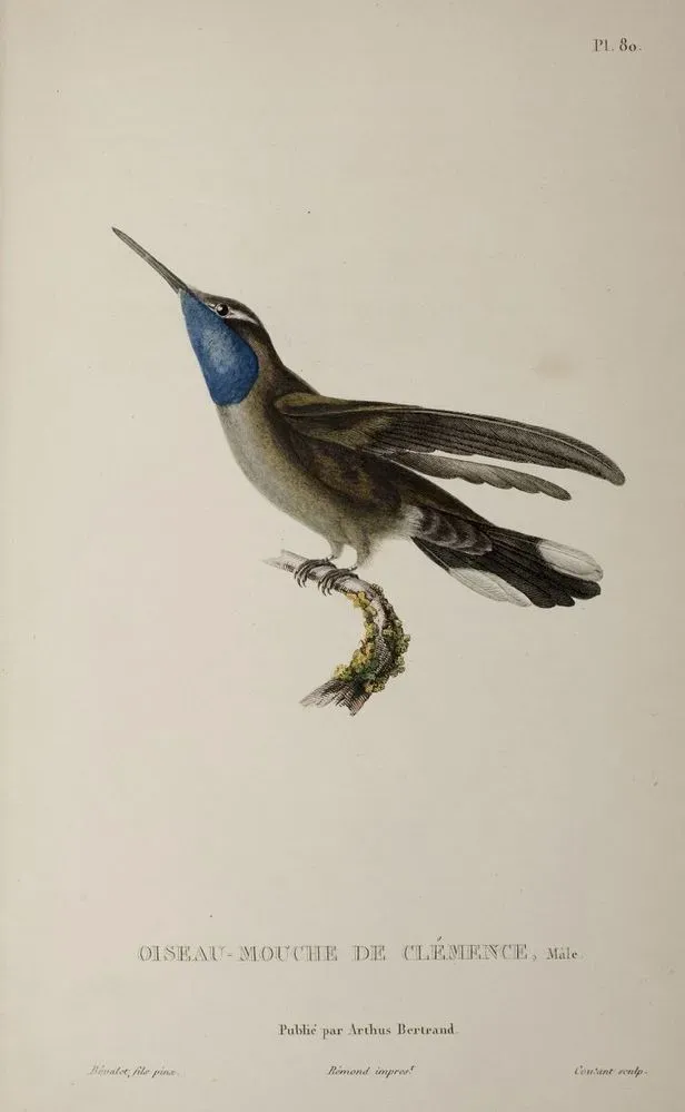 File:Lampornis clemenciae Bevalet.jpg