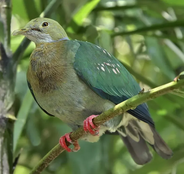 File:Ptilinopus perlatus -Jurong Bird Park-8a.jpg