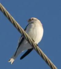 File:Plectrophenax hyperboreus Bering Land Bridge Visitor Center 1 (cropped).jpg