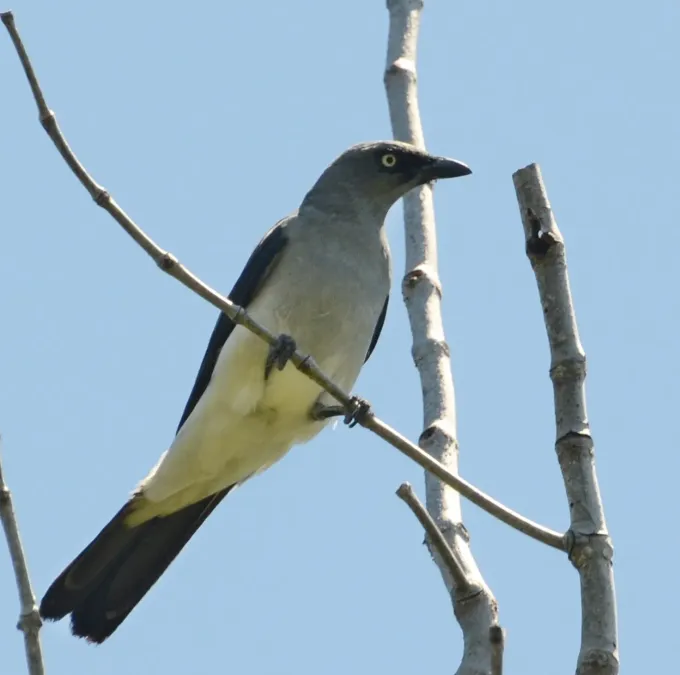 File:Coracina leucopygia - Manado (4) (cropped).JPG