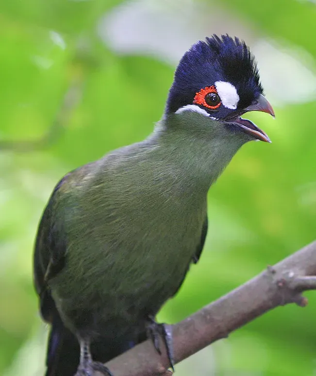 File:Tauraco hartlaubi-20030525.jpg