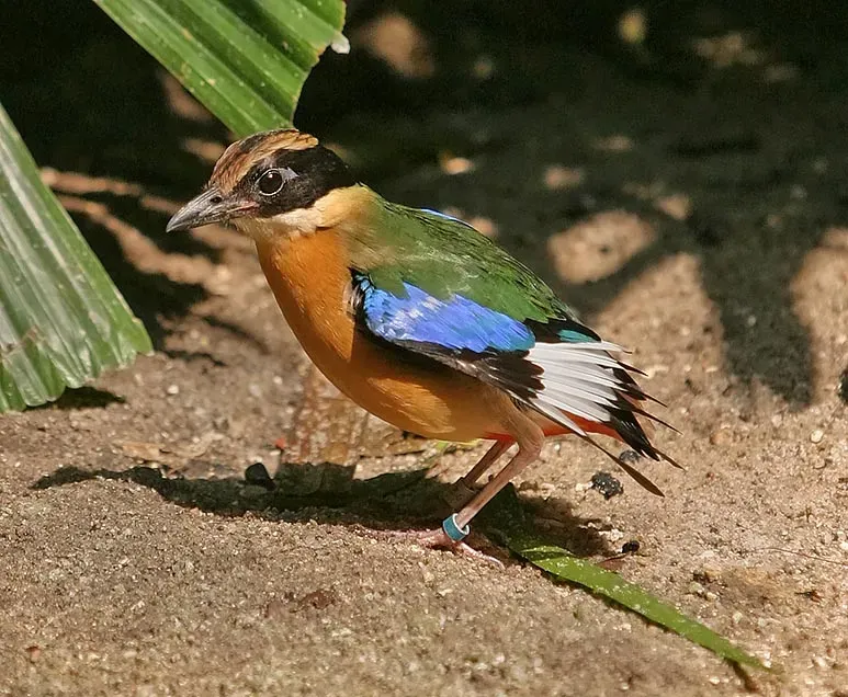 File:Pitta moluccensis-20040821B.jpg