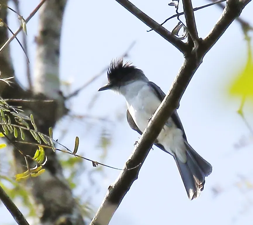 File:Sirystes albocinereus - White-rumped sirystes.jpg