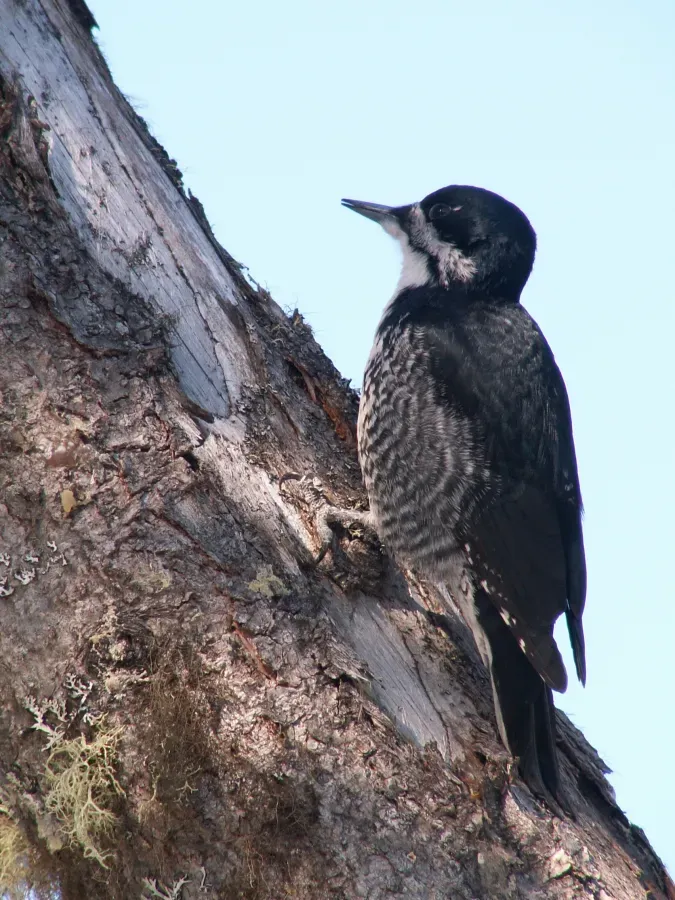 File:Picoides arcticus FM3.jpg