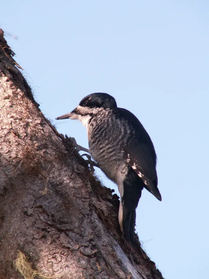 File:Picoides arcticus FM4.jpg