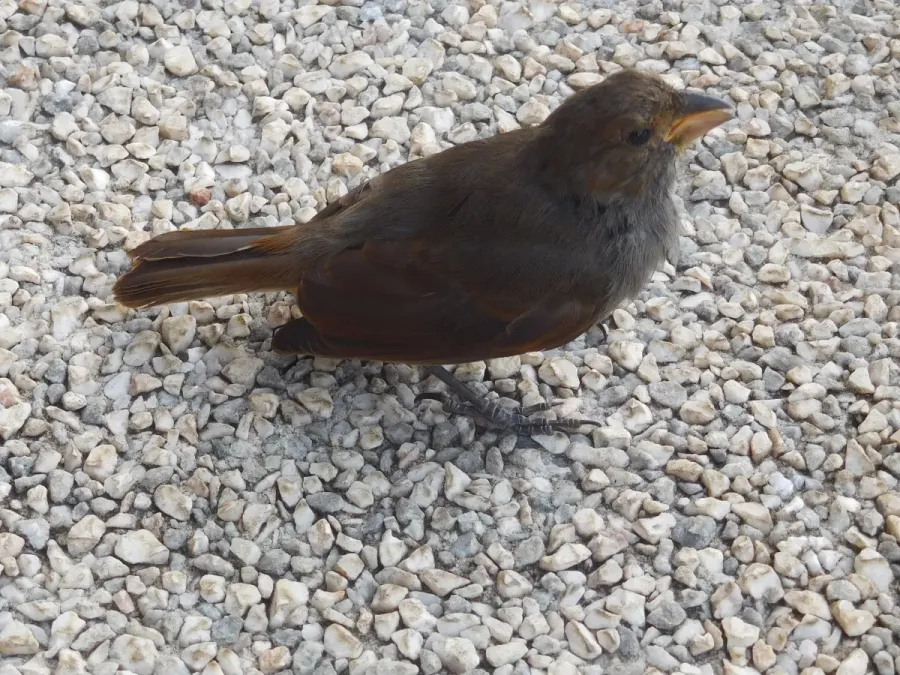 File:Loxigilla noctis female(Thraupidae).jpg