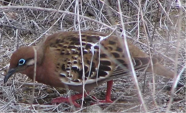 File:Zenaida galapagoensis 0zz.jpg
