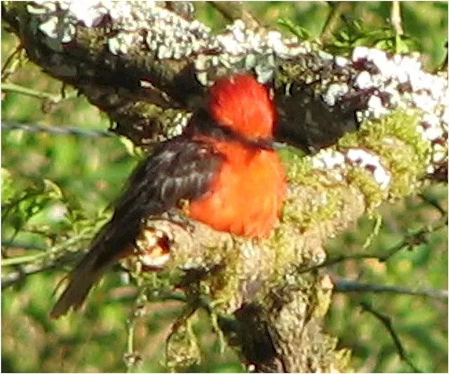 File:Pyrocephalus nanus, Galapagos 1zz.jpg