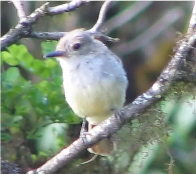 File:Myiarchus magnirostris, Galapagos 0zz.jpg