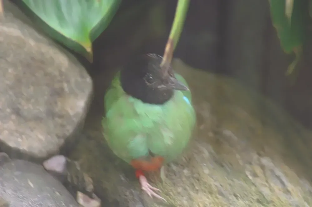 File:Pitta sordida 0zz.jpg