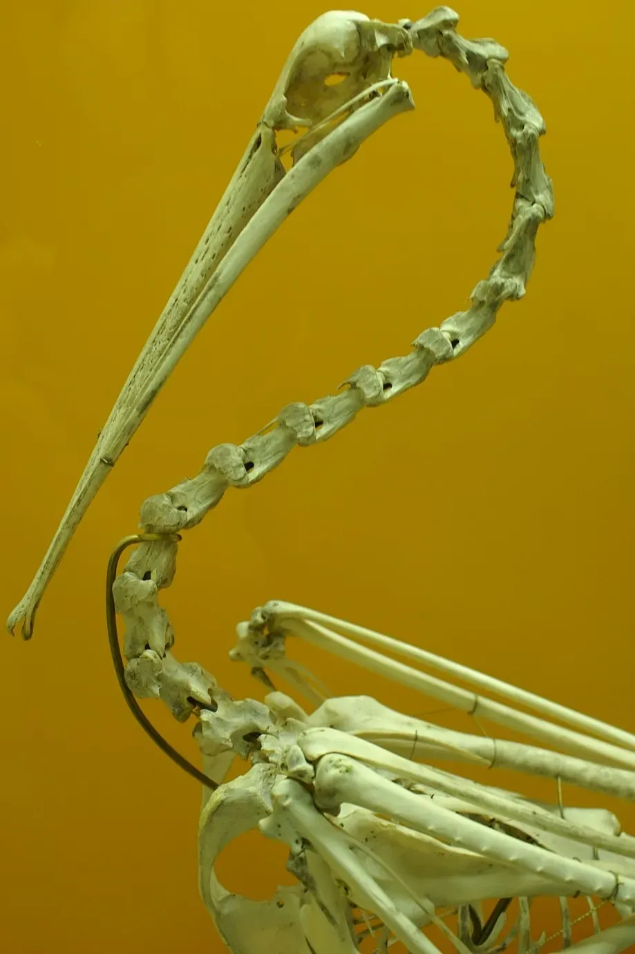 File:Leptoptilos dubius 1zz.jpg