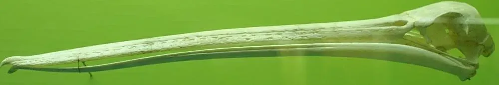File:Pelecanus erythrorhynchos 11zz.jpg
