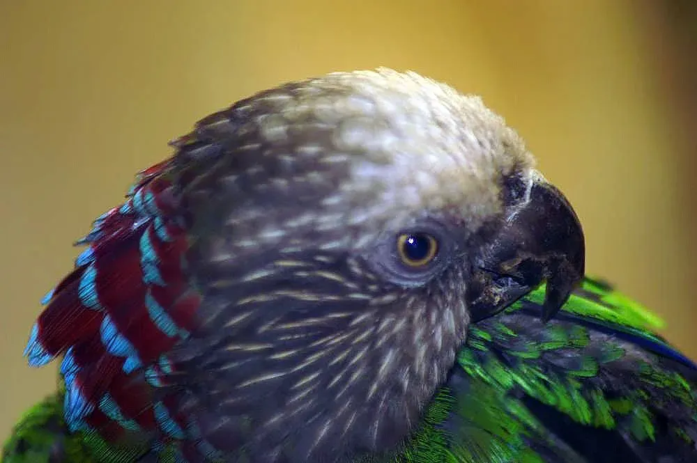 File:Deroptyus accipitrinus 10zz.jpg