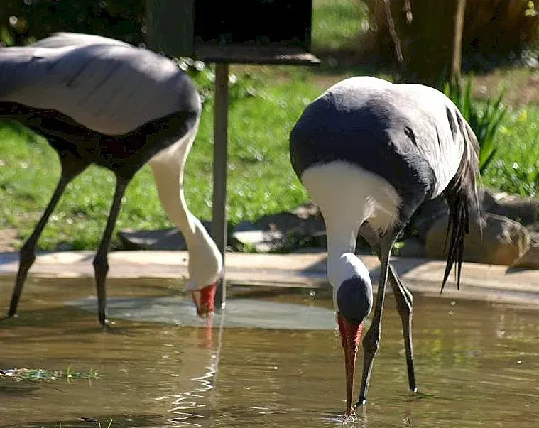 File:Bugeranus carunculatus 2zz.jpg
