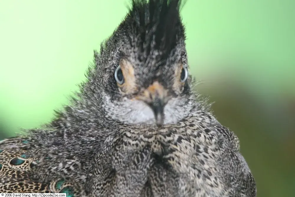 File:Polyplectron malacense 2zz.jpg