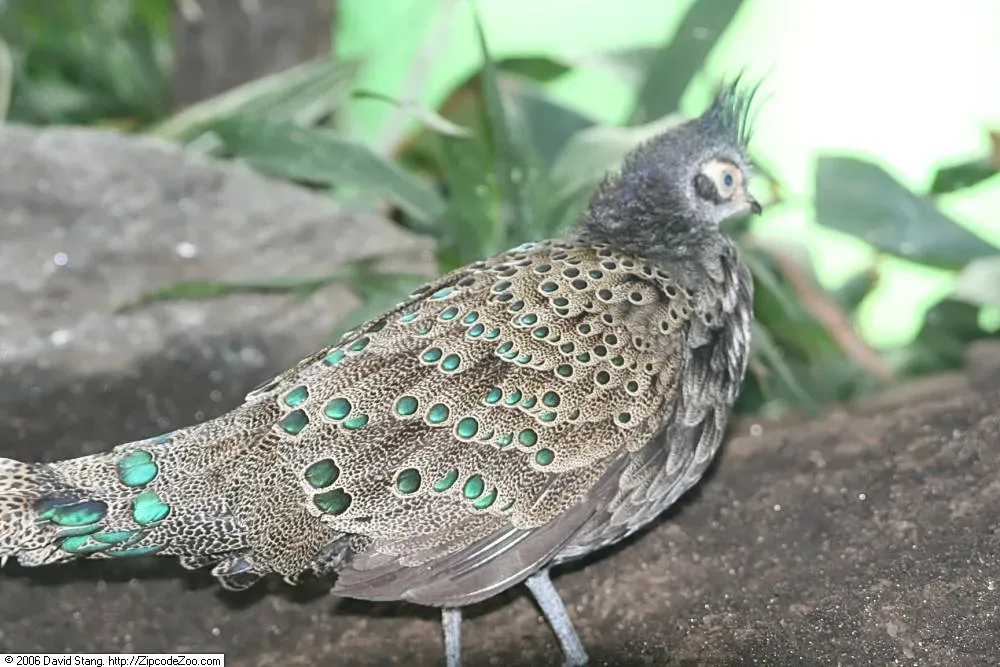 File:Polyplectron malacense 3zz.jpg