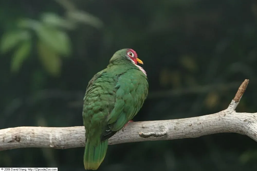 File:Ptilinopus jambu 3zz.jpg