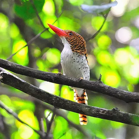 File:Lacedo pulchella, female, Khao Yai, Thailand (8360430137).jpg