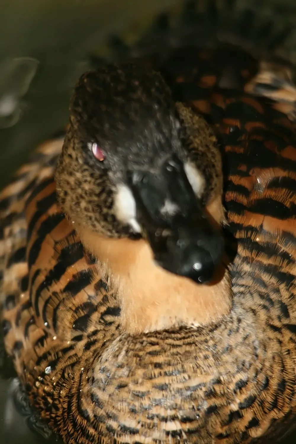 File:Thalassornis leuconotus 3zz.jpg