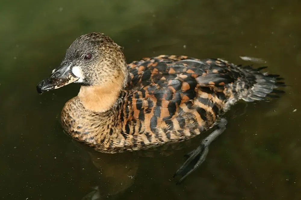 File:Thalassornis leuconotus 5zz.jpg