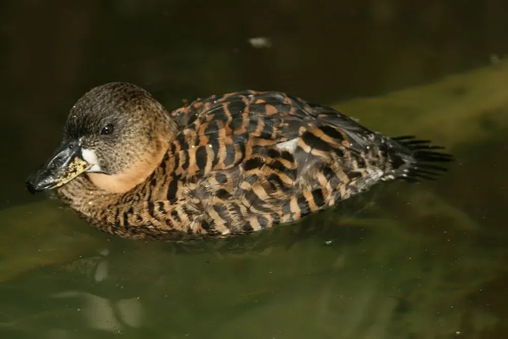 File:Thalassornis leuconotus 6zz.jpg