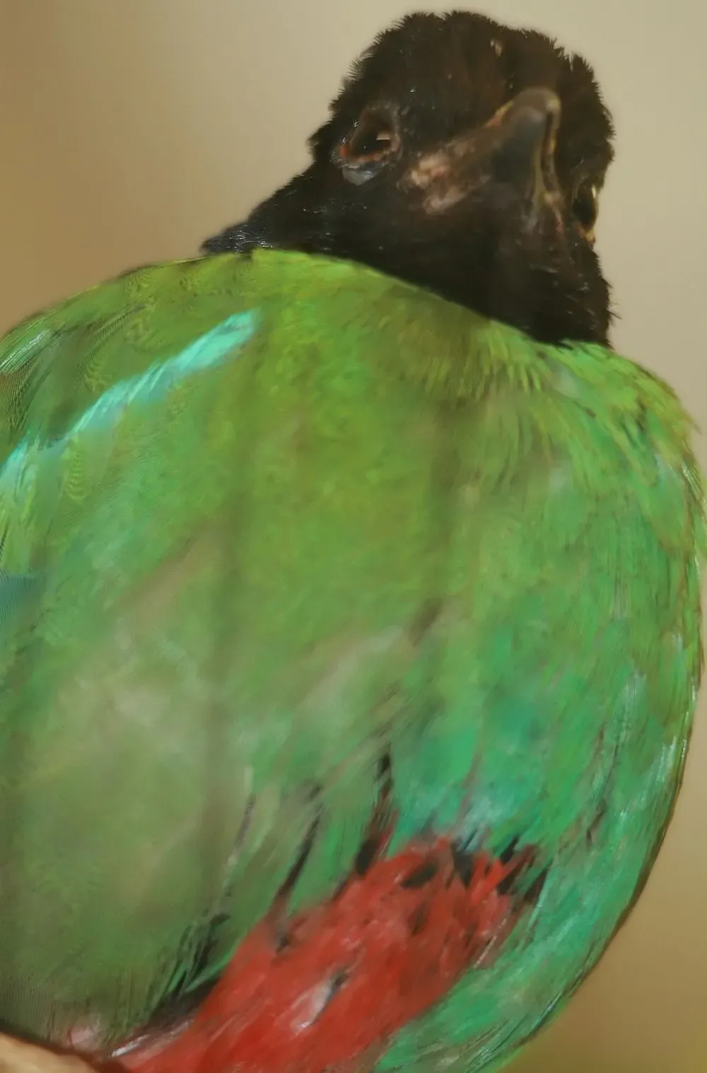 File:Pitta sordida 2zz.jpg