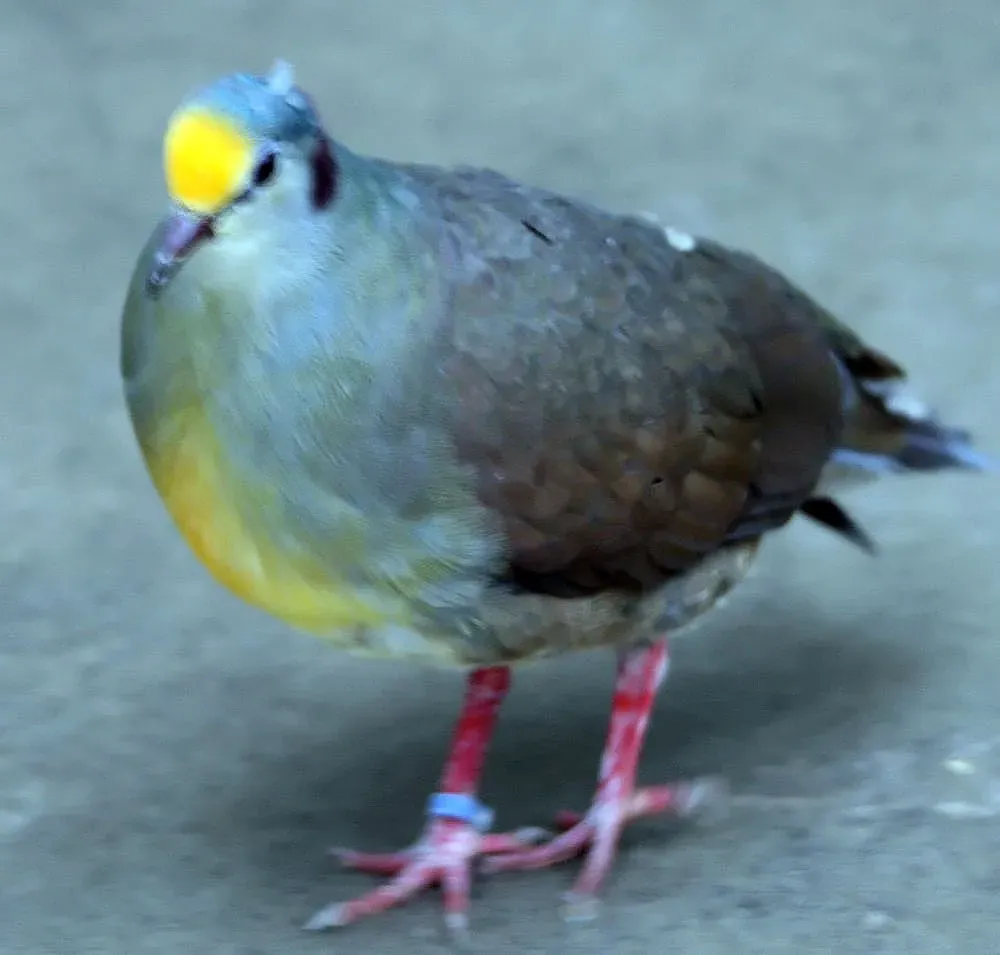 File:Gallicolumba tristigmata 1zz.jpg