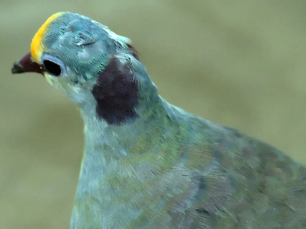File:Gallicolumba tristigmata 3zz.jpg